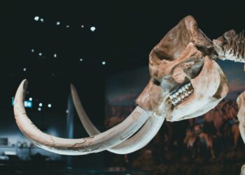 Dna mamutes revela humanos era