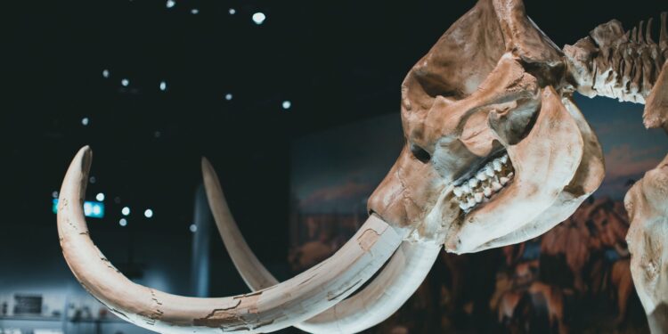 Dna mamutes revela humanos era