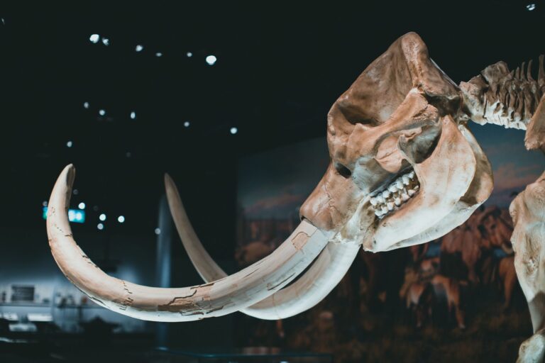 Dna mamutes revela humanos era
