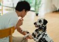 Especialistas explicam conversam animais estimação