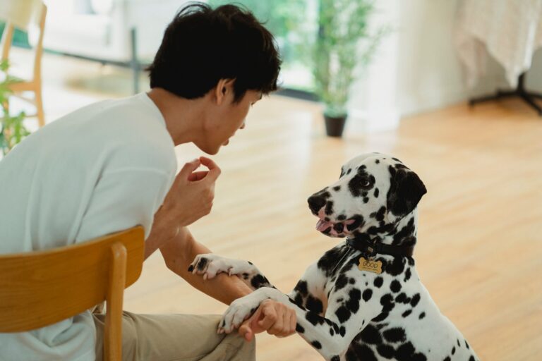 Especialistas explicam conversam animais estimação