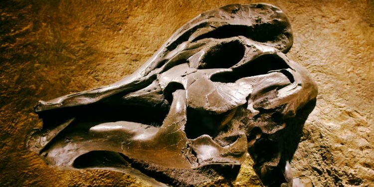 Fóssil milhões encontrado brasil pertence