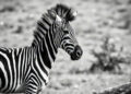 Quagga parecia zebra metade extinto