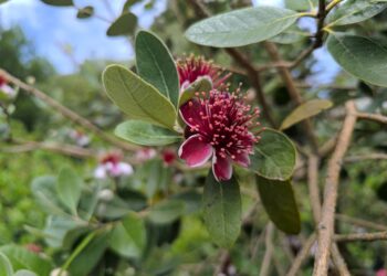 Paisagistas recomendam planta floresce meses