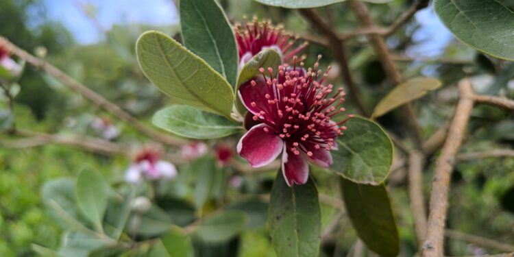 Paisagistas recomendam planta floresce meses