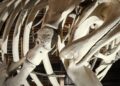 Cientistas acreditaram ossos guardados museu