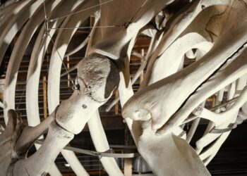 Cientistas acreditaram ossos guardados museu