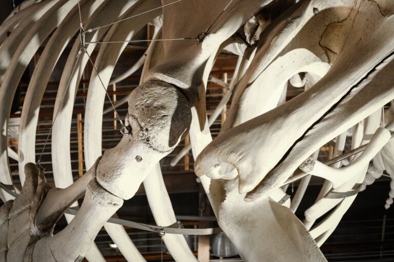Cientistas acreditaram ossos guardados museu
