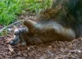 Décadas cientistas tentaram identificar humano