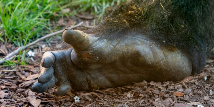 Décadas cientistas tentaram identificar humano