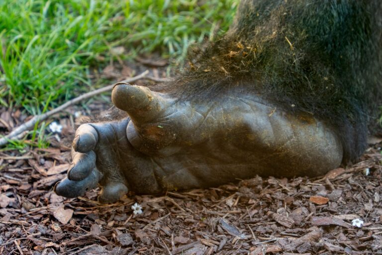 Décadas cientistas tentaram identificar humano