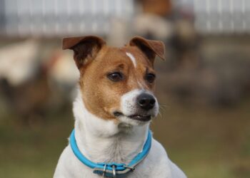 Cachorro ficou esperando lado fora