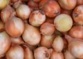 Cebola branca roxa entenda muda