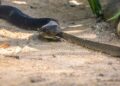 Cobra venenosa brasil picou homem