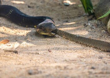 Cobra venenosa brasil picou homem