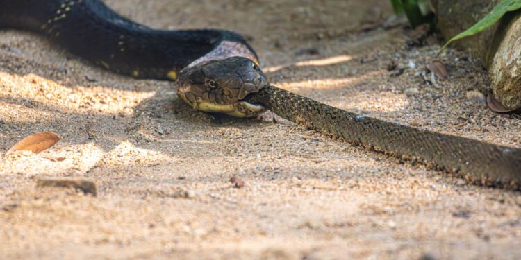 Cobra venenosa brasil picou homem