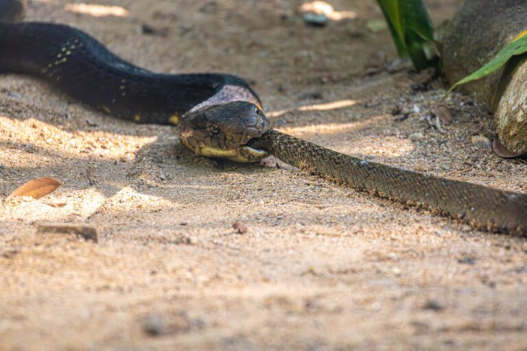 Cobra venenosa brasil picou homem