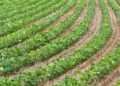 Herdeiro recebe sítio hectares plantar
