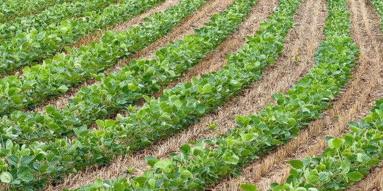 Herdeiro recebe sítio hectares plantar