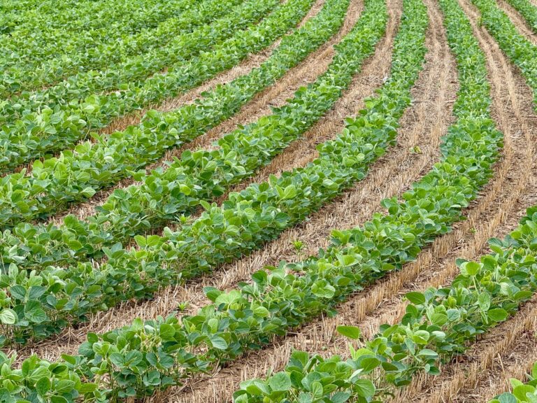 Herdeiro recebe sítio hectares plantar