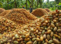 Maior produtor cacau mundo concentra