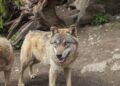Lobo-terrível voltou ao debate após empresa apresentar animais geneticamente modificados; cientistas questionam se são da espécie extinta