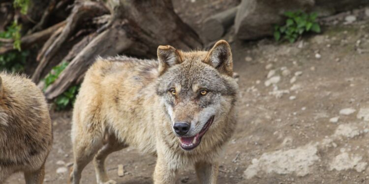 Lobo-terrível voltou ao debate após empresa apresentar animais geneticamente modificados; cientistas questionam se são da espécie extinta