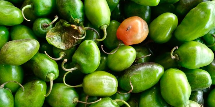 Pimentão verde amarelo vermelho têm
