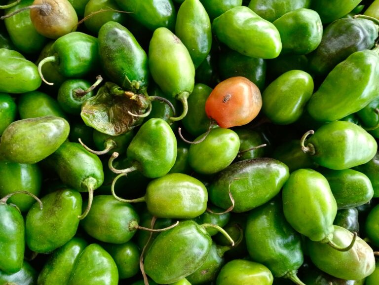 Pimentão verde amarelo vermelho têm