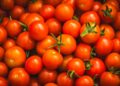 Tomate italiano longa entenda muda