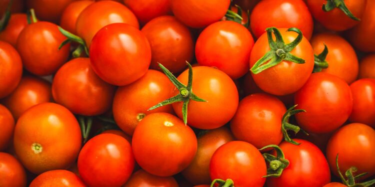 Tomate italiano longa entenda muda