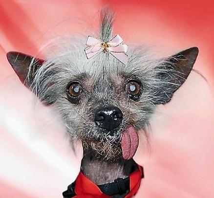 19 cachorros disputam o ttulo de o mais feio do mundo - Reproduo da Internet