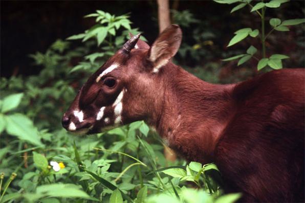 Saola ou Boi-de-Vu-Quang (Pseudoyx nghetinhensis) - De to rara, essa espcie de bovino com chifres de at um metro de comprimento costuma ser chamada de Unicrnio Asitico. Em 1992, uma equipe encontrou o crnio de um de seus poucos indivduos pendurado na cabana de um caador, na selva do Vietn. Era a primeira grande espcie de mamfero descoberta em mais de 50 anos. Dependendo de circunstncias bem especficas em seu habitat, nenhum dos que foram mantidos cativos em zoolgicos sobreviveu. E diante da explorao da rea, estima-se que a populao total no ultrapasse o nmero de 500 animais. Atualmente, o Saola encontra-se em perigo crtico de extino. Foto: worldwidelife.org - 
