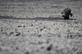 Um bezerro est preso na lama devido  seca no lago Ngami em 29 de agosto, a 100 km de Maun, no Botsuana. - O estado declarou este ano como ano de seca. O lago Ngami  uma bacia endorrica no Botsuana, ao norte do deserto de Kalahari. (Foto de MONIRUL BHUIYAN / AFP) - 
