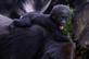 Um beb gorila da plancie ocidental  visto no zoolgico de Belo Horizonte, Brasil, em 14 de outubro de 2019. - O beb gorila nasceu em 8 de julho de 2019 e  a quarta das espcies - que aparece na Unio Internacional para a Conservao. da lista vermelha da natureza (IUCN) como criticamente ameaada de nascena no zoolgico, o nico zoolgico da Amrica do Sul a ter sucesso em criar as espcies. (Foto de DOUGLAS MAGNO / AFP) / CULTURA ALTERNATIVA - 