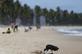 Ave  vista comendo restos de olo onde foram encontradas na praia do Paiva no Cabo de Santo Agostinho, voluntrios participaram da retirada do olo na costa, no dia 21/10/2019. Foto : Leandro  de Santana / Esp.DP FOTO. - 