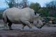 Rinoceronte branco masculino do Sul  retratado, nesta segunda feira (02), no parque animal Pairi Daiza, em Brugelette. Foto: Kenzo TRIBOUILLARD / AFP. - 