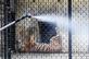 Um trabalhador pulveriza desinfetante perto das gaiolas de tigres durante um bloqueio nacional imposto pelo governo como uma medida preventiva contra o coronavrus COVID-19, no Jardim Zoolgico de Alipore, em Calcut, em 8 de abril de 2020. -  Dibyangshu SARKAR / AFP