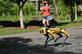 Uma mulher passa correndo por um rob de quatro patas chamado Spot, que transmite uma mensagem gravada, lembrando as pessoas a observar um distanciamento seguro como medida preventiva contra a propagao do novo coronavrus COVID-19, durante seu teste de duas semanas no Bishan-Ang Moh Kio Park, em Singapura, em 8 de maio de 2020.  - Roslan RAHMAN / AFP