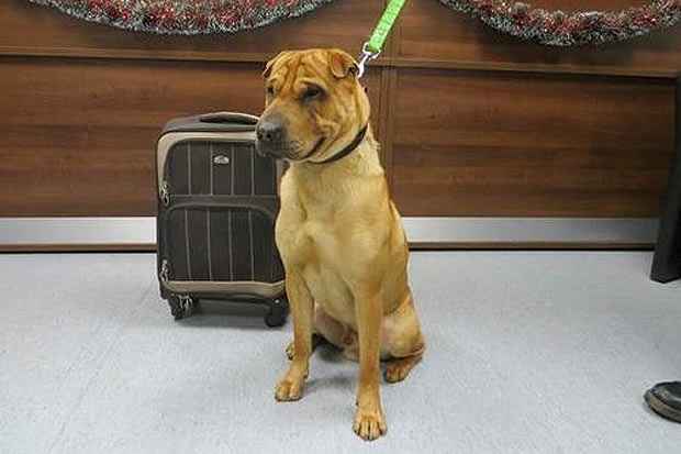 O cão foi abandonado após a compradora perceber que ele não era igual ao anúncio. Foto:Scottish SPCA/ Divulgação O cão foi abandonado após a compradora perceber que ele não era igual ao anúncio. Foto:Scottish SPCA/ Divulgação