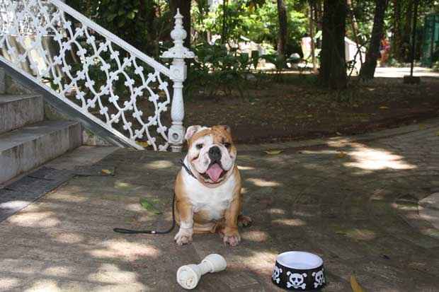 Cães de raças com focinho achatado, como o buldogue inglês Chico, sofrem mais com as altas temperaturas. Foto: Júlio Jacobina/DP/D.A Press Cães de raças com focinho achatado, como o buldogue inglês Chico, sofrem mais com as altas temperaturas. Foto: Júlio Jacobina/DP/D.A Press