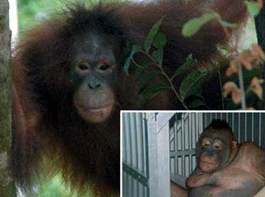  (Borneo Orangutan Survival/Divulgao)