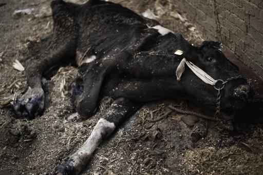A Noruega confirmou nesta quinta-feira um caso atpico da doena da vaca louca, a princpio no contagioso, e sem riscos para o ser humano. Foto: AFP Gianluigi Guercia 