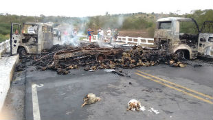 Nesta manh centenas de galinhas carbonizadas ainda estavam espalhadas pela estrada. Foto: Blog Agreste Sangrento/Cortesia