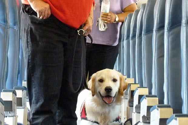 Transporte de animais passa a ser permitido nas duas companhias em voos domésticos. Foto. Can do Canines/Flickr/Reprodução Transporte de animais passa a ser permitido nas duas companhias em voos domésticos. Foto. Can do Canines/Flickr/Reprodução