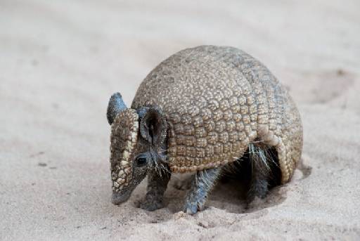 Espao vaii conservar amostras significativas da caatinga pernambucana e espcies raras e endmicas como o tatu-bola. Foto: wonderfulseaworld.blogspot.com/Reproduo/ Internet