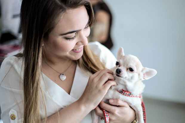 A Chiuaua Violeta controlou sua doença após o uso de remédios especializados. Foto: Arquivo Pessoal A Chiuaua Violeta controlou sua doença após o uso de remédios especializados. Foto: Arquivo Pessoal