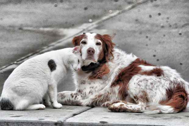Mesmo com a imagem de inimigos consolidadas em filmes e desenhos animados, na vida real, os gatos e os cães podem ser verdadeiros amigos. Foto: jeffreyw/Flickr/Reprodução Mesmo com a imagem de inimigos consolidadas em filmes e desenhos animados, na vida real, os gatos e os cães podem ser verdadeiros amigos. Foto: jeffreyw/Flickr/Reprodução