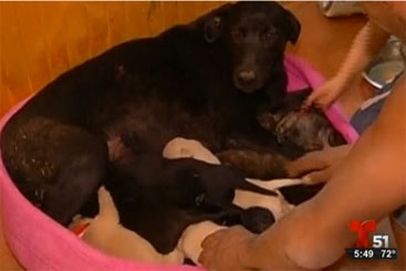 A cadela e seus filhotes estão abrigados em uma organização animal local. Foto: Telemundo/Reprodução A cadela e seus filhotes estão abrigados em uma organização animal local. Foto: Telemundo/Reprodução