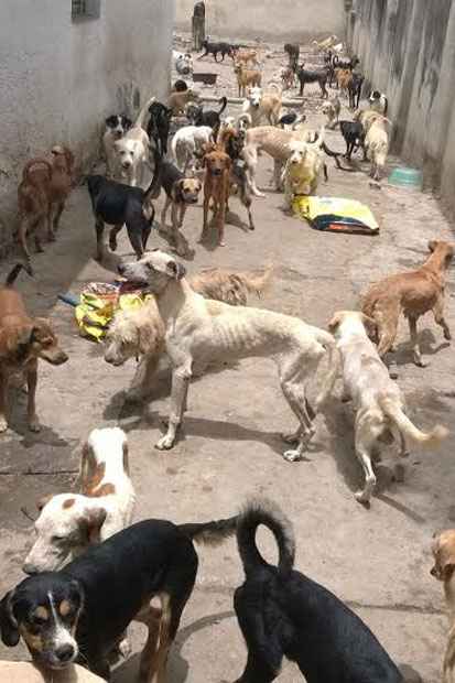 Animais esto doentes, desnutridos e sozinhos na casa. Foto: Sidney Niceas/Projeto Mascote de Rua/Divulgao